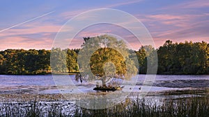 Single Willow tree in the middle of lake under evening sky with different birds resting under tree