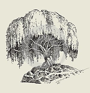 Willow tree drawing