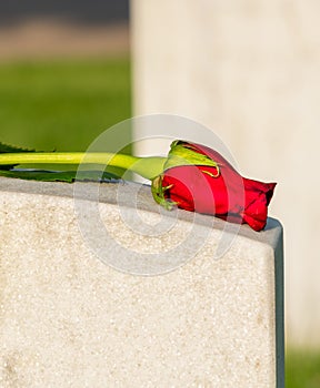 Single Wilted Red Rose on Cemetery Grave Marker