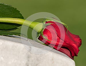Single Wilted Red Rose on Cemetery Grave Marker