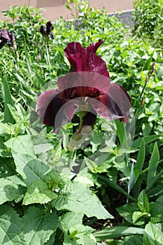 Single wine red flower of Iris germanica in May