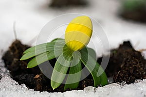 Single winter aconite