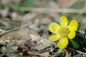 A single winter aconite blossom (Eranthis hyemalis).