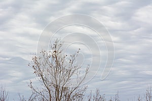 A single winter tree, with a cloud covered sky that has a wavy pattern