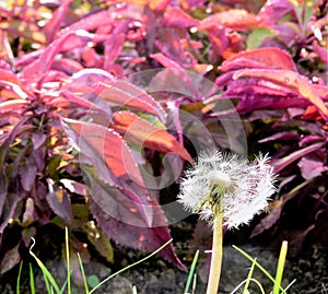 Single withered dandelion in front of blurred red leaves