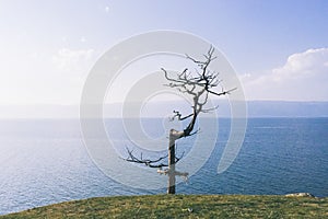 Single withered tree in front of Baikal Lake
