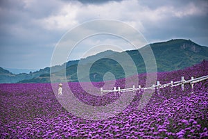 Single woman in large lavender field