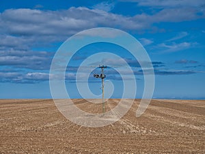 A single wooden electricity transmission pole in a field of crop stubble with power lines left and right.