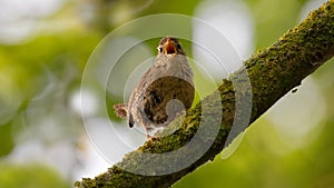 A single wren songbird singing on a branch