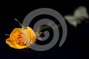 A single yelllow rose