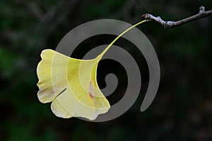 Single yellow autumn leaf of Ginkgo Biloba tree, also called Maidenhair tree