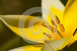 Single yellow blossom of Tulip tarda detailed closeup with pistils and stamen