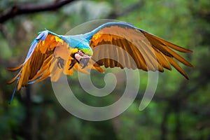 Single Yellow and blue macaw flying in wilderness, Pantanal, Brazil photo