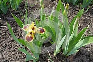 Single yellow and brown of bearded iris