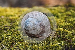 A single yellow-brown striped snail sat on a forest tree trunk. close-up details of the snail`s natural habitat.