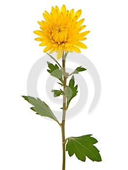 Single yellow chrysanthemum flower isolated on white