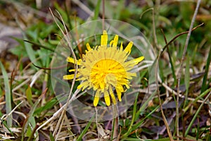 Single yellow colored dandelion Taraxacum flower on a green and brown grass plants background top close view