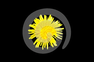 Single yellow colored dandelion Taraxacum flower top view isolated on a black background