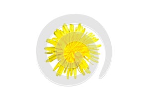 Single yellow colored dandelion Taraxacum flower top view isolated on a white background