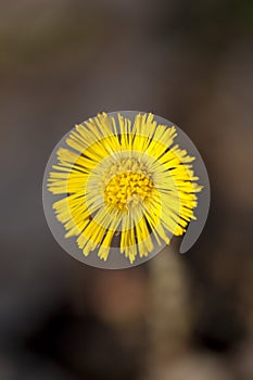 Single yellow coltsfoot