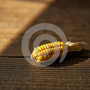 Single Yellow Corn Kernel on Wood