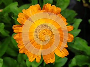 A single yellow cosmo flower in the sun in the middle of the garden. Una sola flor de cosmo amarilla en el jardÃÂ­n.. photo