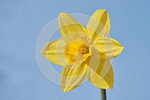 Single yellow daffodil standing proud before clear blue sky