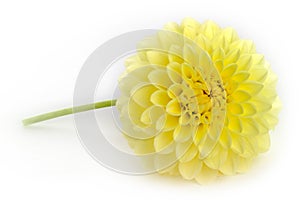 Single yellow dahlia flower