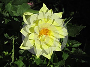 Single yellow dahlia flower in spring