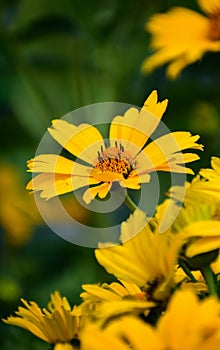 Gorgeous bright yellow daisy in center with frame of Daisys around it. bright green background