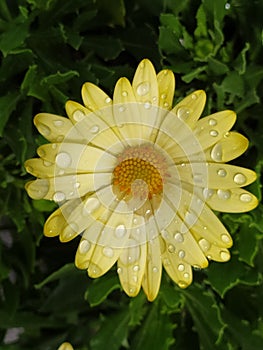 A single yellow daisy with drops on the petals. Una solo margarita amarilla con gotas en los pÃÂ©talos photo