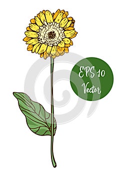 Single yellow daisy flower vector illustration, beautiful flower on long stem isolated on white background.