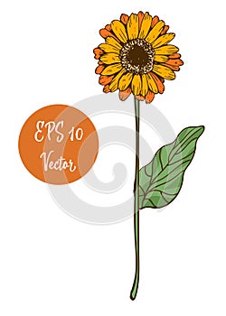 Single yellow daisy flower vector illustration, beautiful flower on long stem isolated on white background.