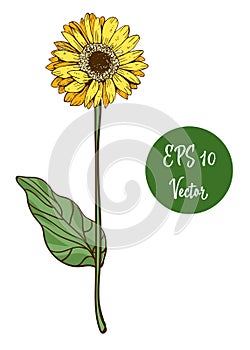 Single yellow daisy flower vector illustration, beautiful flower on long stem isolated on white background.