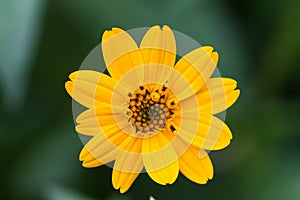 Single Yellow daisy with green background