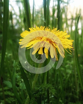 Single yellow dandelion close-up on the green background