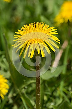 Single yellow dandelion on a dark green grass bokeh background