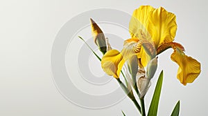 Single yellow elegant iris on white background. Minimalistic design. Copy space