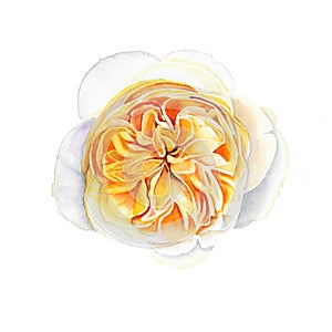 Single yellow English rose flower-head on white background