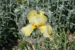 Single yellow flower of bearded iris