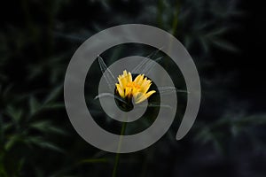 Single yellow flower with black backgrouns photo