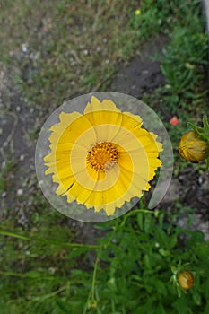 Single yellow flower of Coreopsis lanceolata