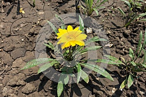 Single yellow flower of Gazania rigens