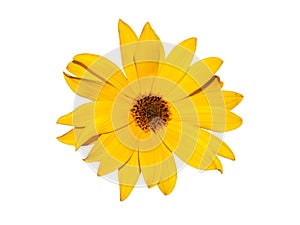 Single yellow flower of Jerusalem artichoke isolated on white. Helianthus tuberosus