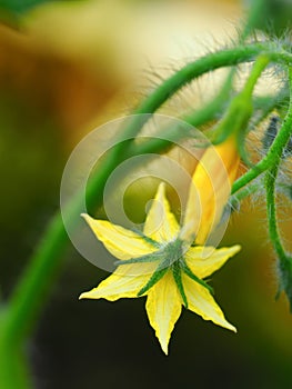 Single yellow flower of tomato with blurred background