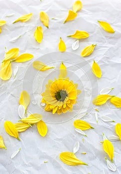 Single yellow flower on white paper background with petals around