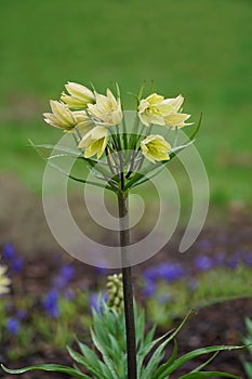 Single yellow flowering fritillaria raddeana also known as dwarf crown imperial in garden or park with raindrops. Floral