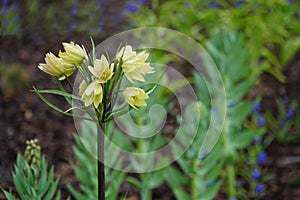 Single yellow flowering fritillaria raddeana also known as dwarf crown imperial in garden or park with raindrops. Floral