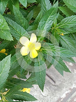 Single Yellow flowers in green plants with green leafs