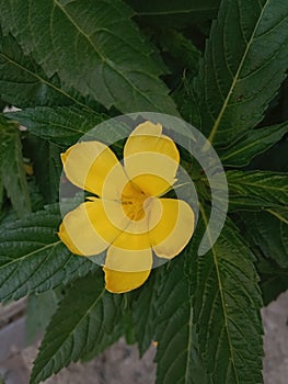 Single Yellow flowers in green trees with green leafs